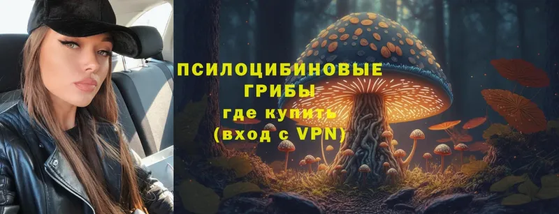 где купить   Биробиджан  Псилоцибиновые грибы Magic Shrooms 